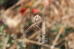 Shelob!