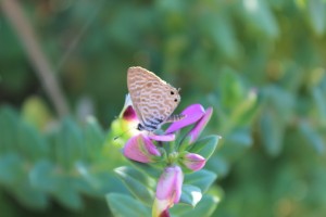 Common Zebra Blue