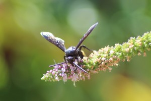 Massive wasps!