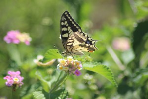 Swallowtail butterfly