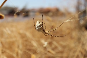 Argiope ( lobata?) 