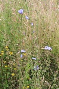 chicory?