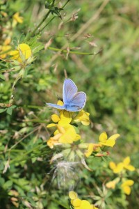 Common Blue butterfly