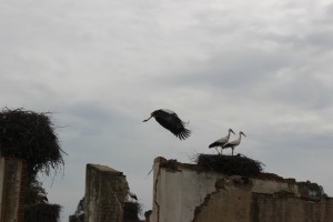 Storks!!!