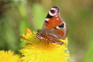 dandelion and peacock